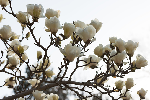 Blossoming magnolia on a white background