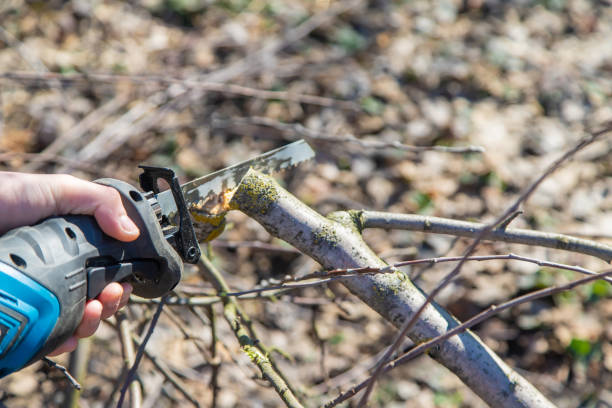 istock pruning trees with an electric saw. Selective focus 1309279149