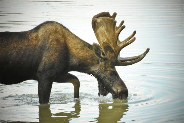 istock Moose on a hot summer day 1309279274