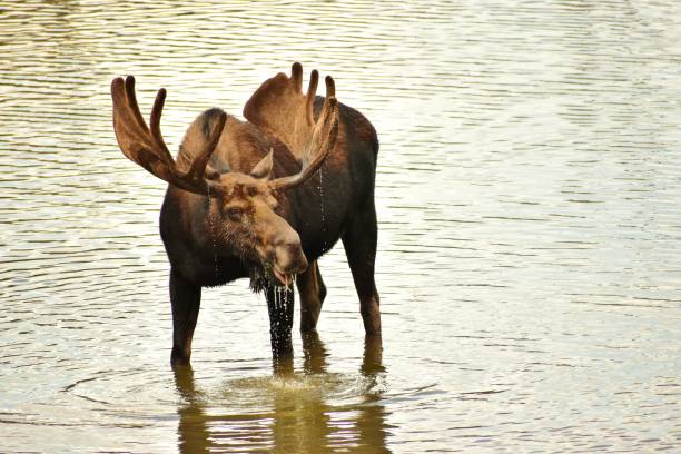 istock Moose on a hot summer day 1309279275