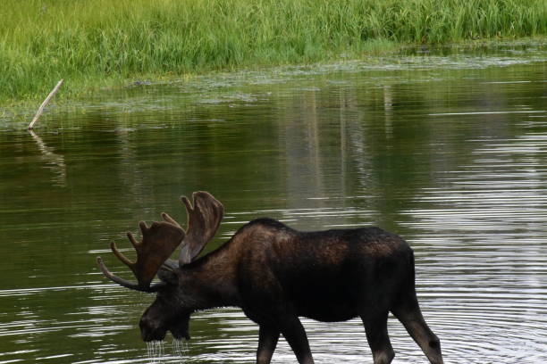 istock Moose on a hot summer day 1309279276