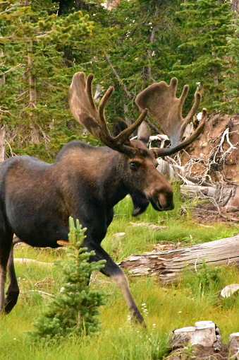 Moose on a hot summer day in the Colorado Rockies