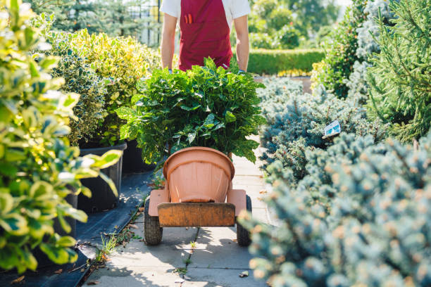 Gardener using hand truck to move potted plants