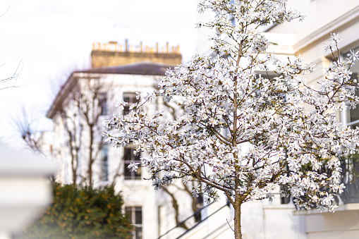 Cherry blossom in London, Notting Hill area, UK