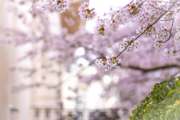 istock Cherry blossom in London, Notting Hill area 1309281718