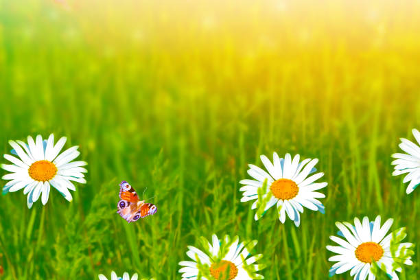 Daisy flower