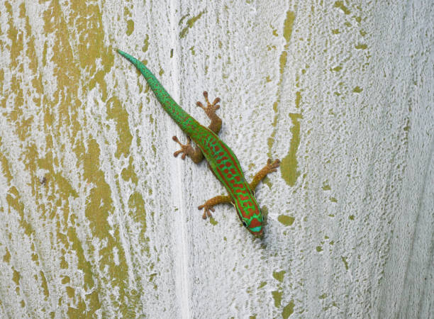 istock Ornate day gecko on palm tree trunk 1309283685