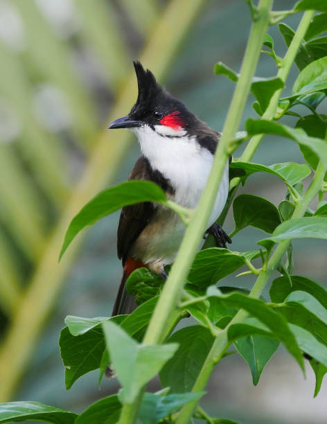 istock Red Whiskered Bulbul bird in natural habitat 1309285515