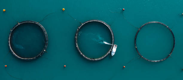 Panorama of tuna farm rings in the sea. Top view. Malta Panorama of tuna farm rings in the sea. Top view. Malta fish farm stock pictures, royalty-free photos & images