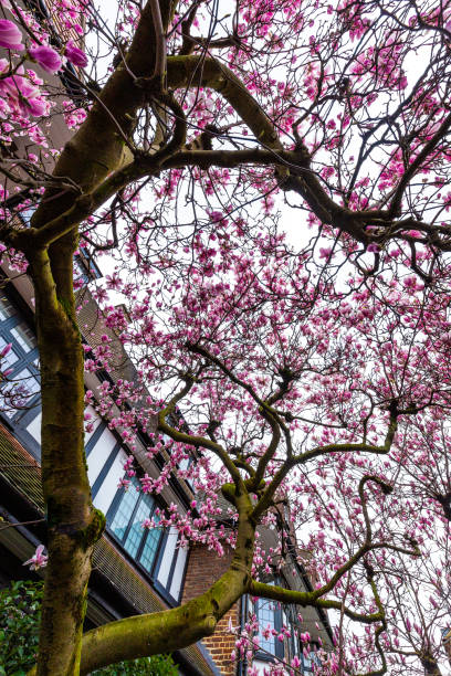 istock Pink magnolia tree in bloom on city street 1309287011