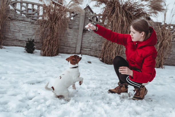 istock Girl playing with Jack Russell Terrier 1309288194