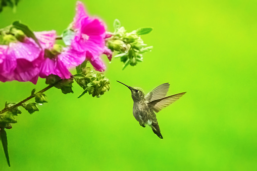 Photo of a female Rufous hummingbird approaching a rose mallow flower to feed