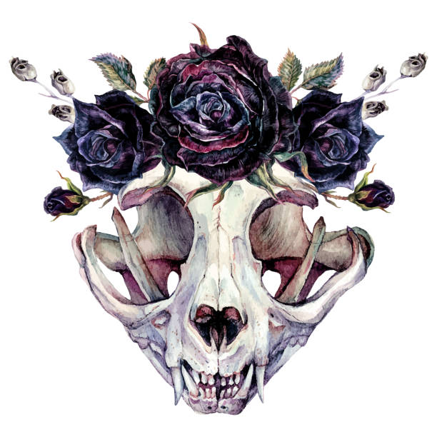 Watercolor Skull and Flowers Halloween Illustration Watercolor Illustration of Cat Skull in Wreath of Black Roses Isolated on White. Dead Cat's Head Bones with Flowers Halloween Clipart. Tattoo Sketch, Wall Art. Vintage Style Gothic Horror Decoration. clip art of a dead rose stock illustrations