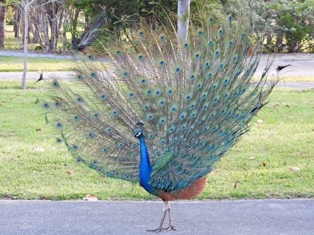 istock Peacock (Pavo cristatus) male raises its tail in mating and courtship rituals 1309288396