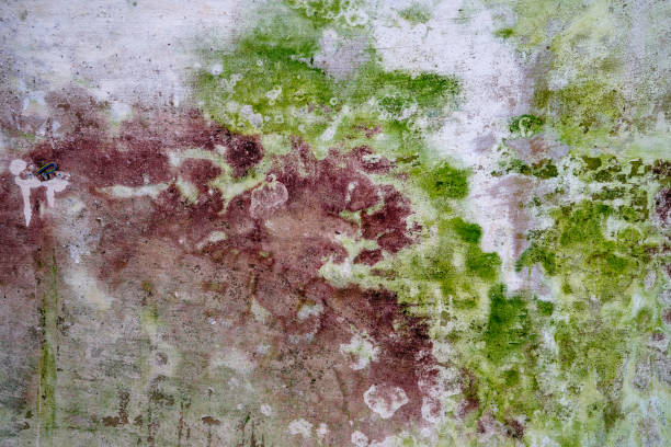 istock Mineral plasters as a background with strong structure, photographed in daylight 1309290366