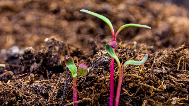 Timelapse footage of a beet seed growing from the earth in macro