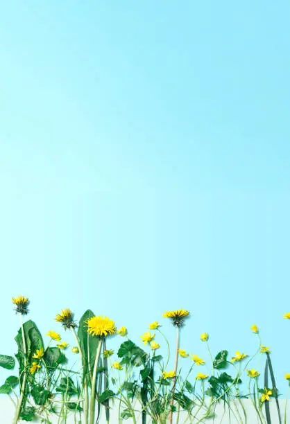 Vertical nature background with creative copy space. Blooming spring flowers and green grass on blue sky color backdrop.