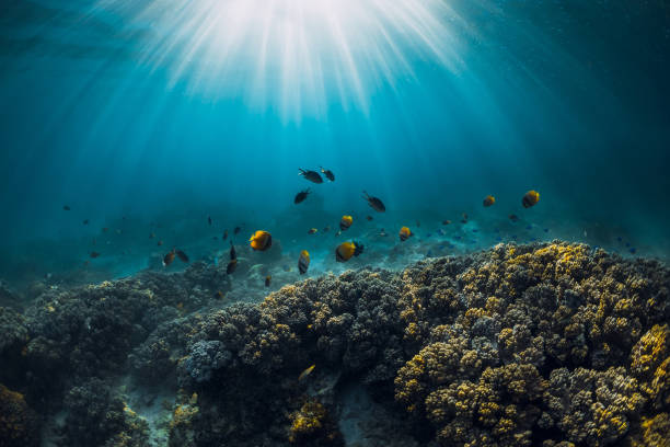 istock Underwater wildlife with corals, fish and sun rays in tropical blue ocean 1309293614