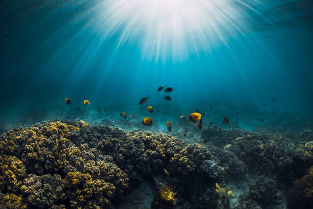 istock Underwater wildlife with corals, fish and sun rays in tropical blue ocean 1309293655