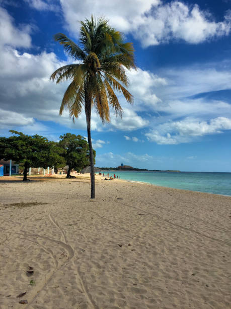 istock Palm tree at the beach in Trinidad in Cuba 25.12.2016 1309295829
