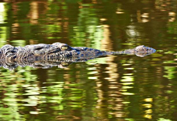 istock Crocodile (Crocodylinae) swimming in a Florida lake 1309295847