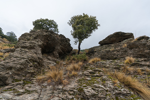 Small-sized holm oaks in Sierra Nevada, there are bushes and rocks, it is a mountain area, the sky is cloudy