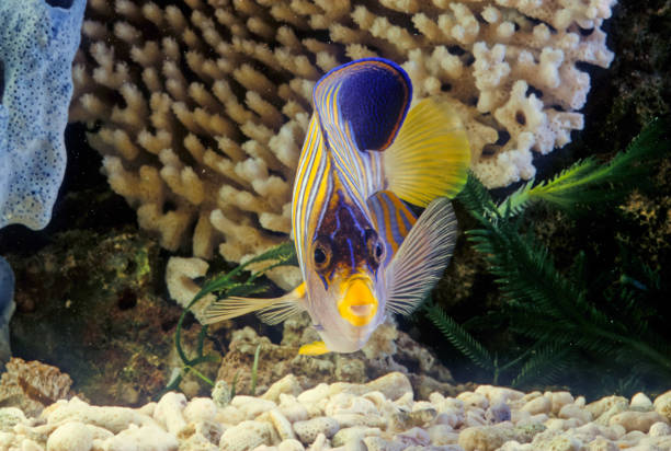 royal angelfish - imperial angelfish imagens e fotografias de stock