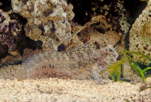 Photo of Salarias fasciatus (jewelled blenny) is a popular marine aquarium fish species in Australasia
