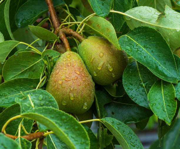 Close up of pears growing on a tree