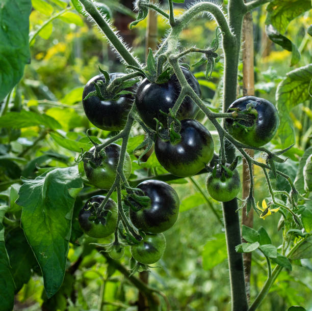 istock Close up of black tomatoes growing (Solanum lycopersicum) 1309298550