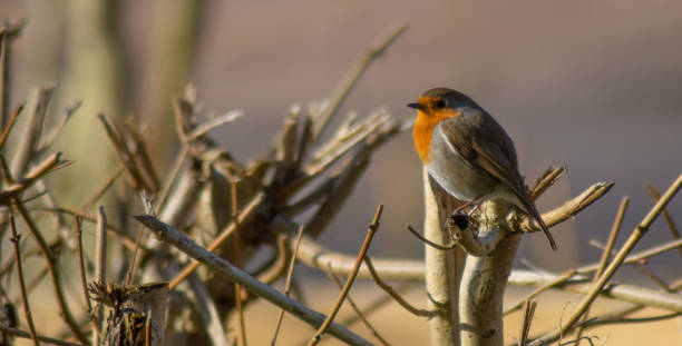 istock Robin Red Breast (erithacus rubecula) european robin in hedgerow 1309300564