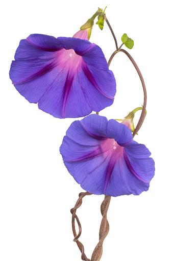 Studio Shot of Blue Colored Morning Glory Flowers Isolated on White Background. Large Depth of Field (DOF). Macro. Close-up.