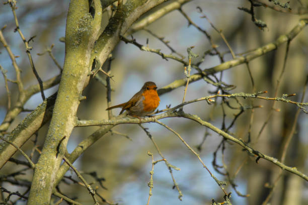 istock Robin Red Breast (erithacus rubecula) european robin in hedgerow 1309300684