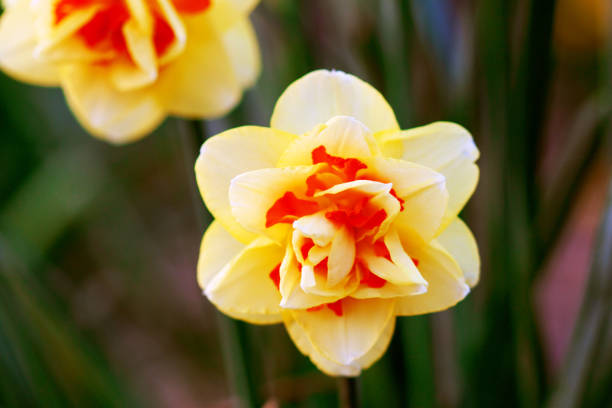 close up soft focus of vibrant Easter coloured Tahiti narcissi, daffodil. in a park setting with soft defocused background