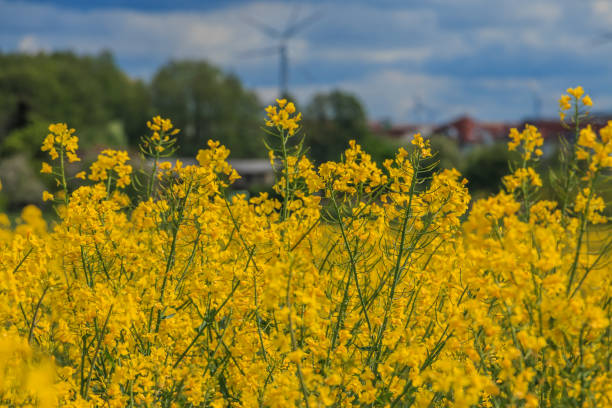 istock yellow rapeseed flowers in sunshine 1309301988