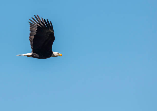 istock I want to Fly Like an Eagle 1309302303