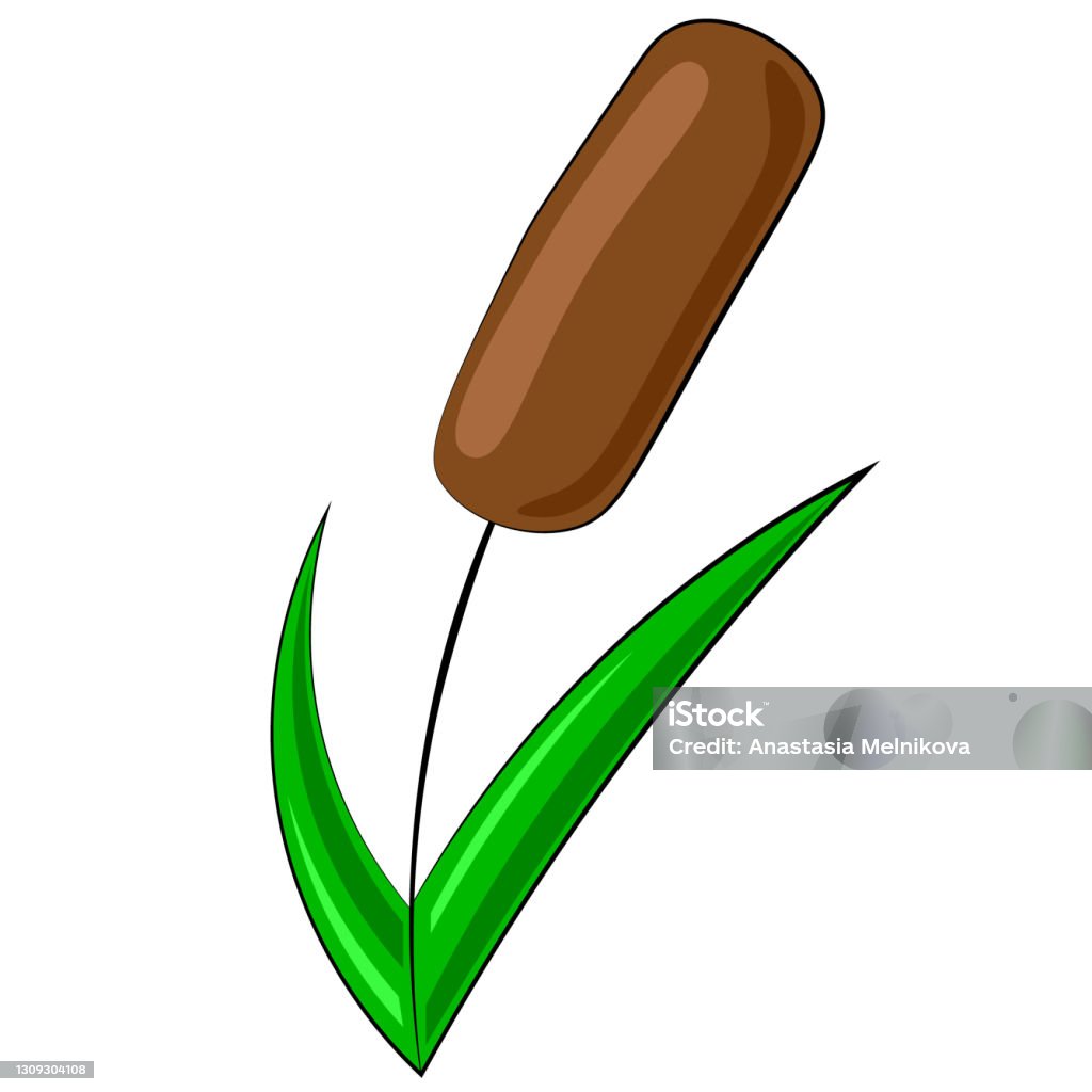 Single Reed Illustration Single Element Reed Draw Illustration In Colors Stock Illustration ...