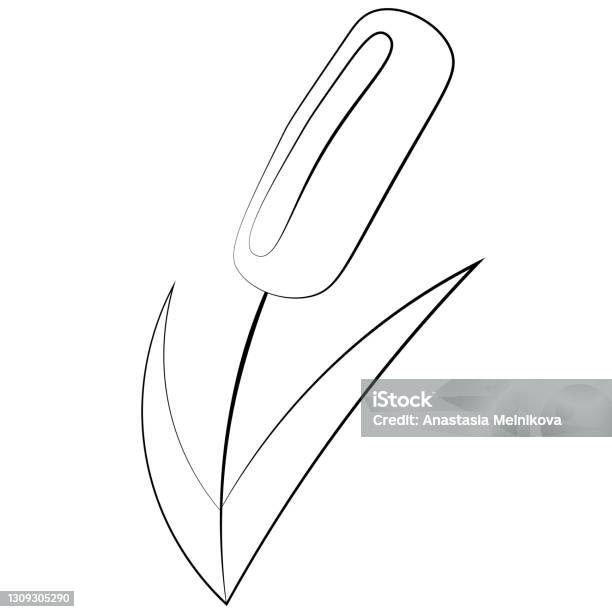 Simple Reed Draw Single Element Reed Draw Illustration In Black And White Stock ...
