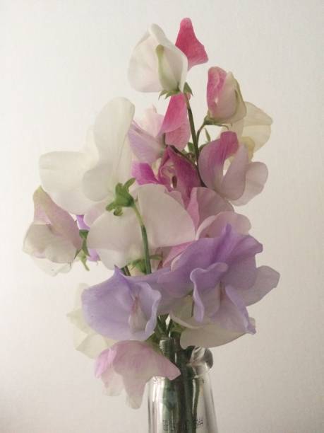 istock Pretty pea pods flowers 1309307810