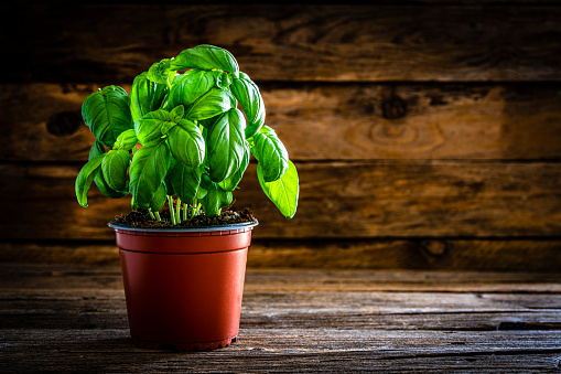 Mediterranean food: fresh organic basil plant in a pot shot on rustic wooden table. The composition is at the left of an horizontal frame leaving useful copy space for text and/or logo at the right. Predominant colors are green and brown. High resolution 42Mp studio digital capture taken with Sony A7rII and Sony FE 90mm f2.8 macro G OSS lens