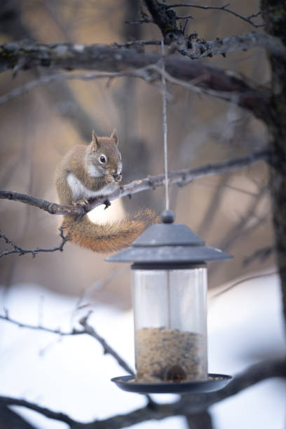 A Red Squirrel, Tamiasciurus hudsonicus, eating seeds from a backyard birdfeeder.  The squirrel is sitting on a branch looking directly at the camera front paws to mouth as it actively eats.