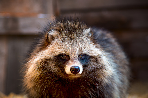Raccoon dog close up on a straw bed