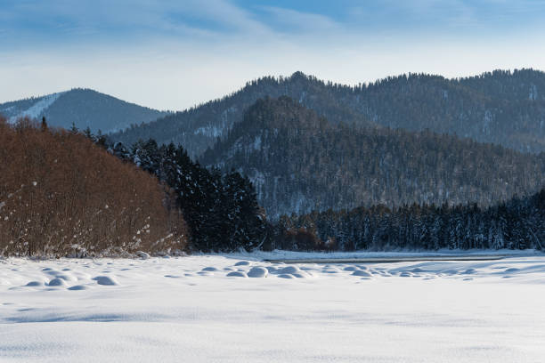 istock Winter forest landscape with snow sloping hills on horizon 1309310267
