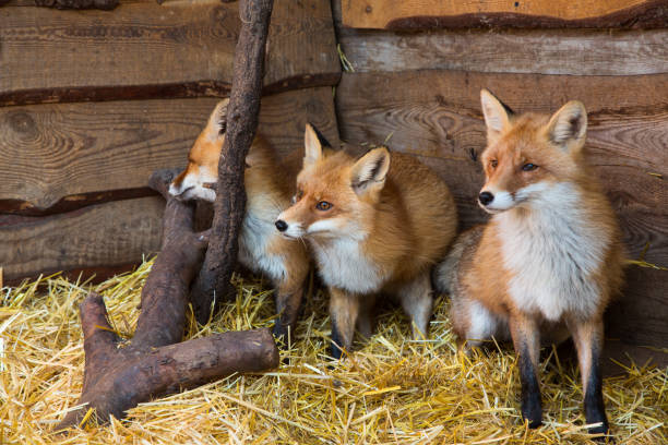 istock Family of beautiful young red foxes 1309310670