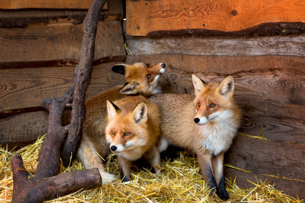 istock Family of beautiful young red foxes 1309310702