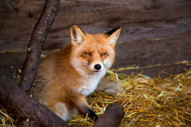 istock Portrait of a beautiful young red fox 1309310731