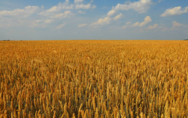 istock Field of ripe wheat under cloudy blue sky 1309311243