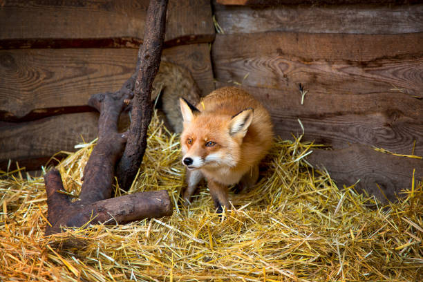 istock Portrait of a beautiful young red fox 1309311254