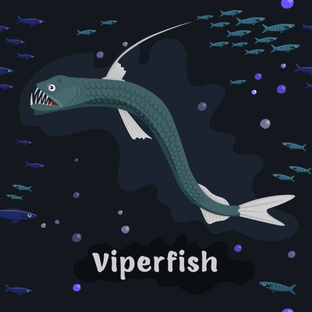 Viperfish. Marine fish in the genus Chauliodus. Viperfish. Sea animals. Marine fish in the genus Chauliodus. Frightful creature.. Save the ocean concept. Editable vector illustration in dark colors. Colorful cartoon flat style. viperfish stock illustrations