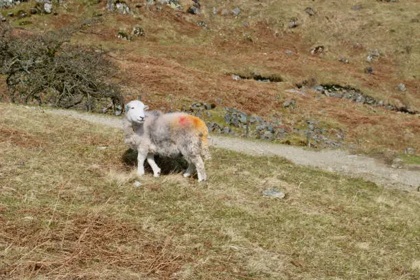 Photo of Grey herdwick sheep on a mountain, with multicoloured markings
